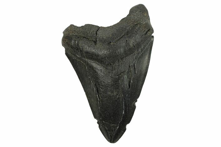 Partial Fossil Megalodon Tooth - South Carolina #295389